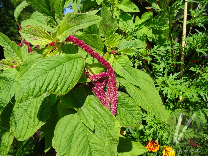 Garten-Amarant: Übersicht
